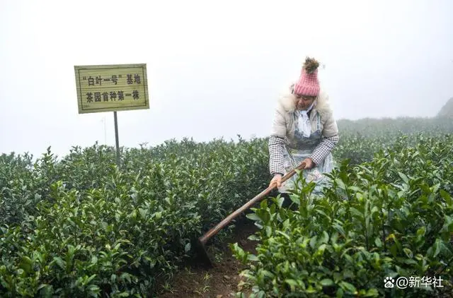 致富茶叶种植方法_茶叶怎么种植致富_致富茶叶种植视频