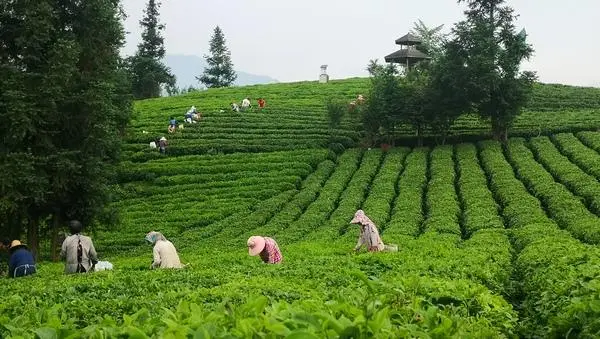 致富茶叶种植方法_茶叶怎么种植致富_茶叶致富经