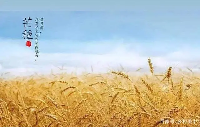 种油葵的播种机有几那几种_夏油葵种植技术视频_油葵种植