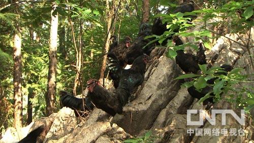致富养殖收入如何_致富经千万收入养殖_养殖致富项目一