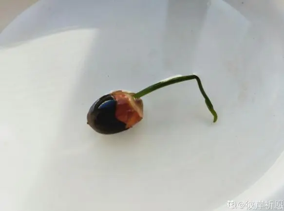 致富经微型碗莲种植_致富微型种植碗莲视频_种植碗莲的视频