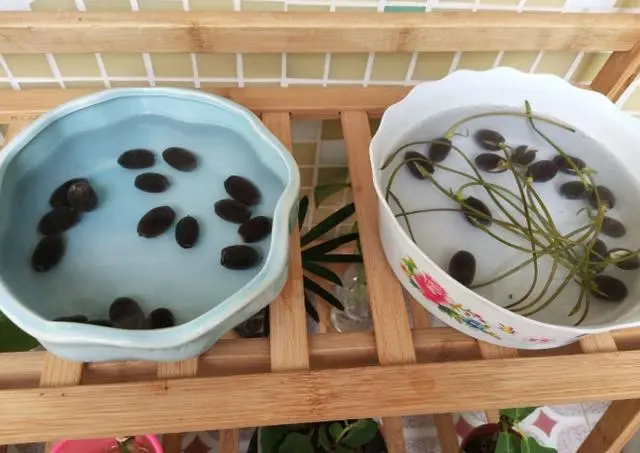 致富经微型碗莲种植_种植碗莲的视频_致富微型种植碗莲视频