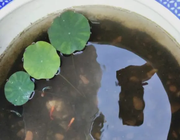 致富经微型碗莲种植_种植碗莲的视频_致富微型种植碗莲视频