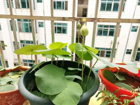 种植碗莲的视频_致富经微型碗莲种植_致富微型种植碗莲视频