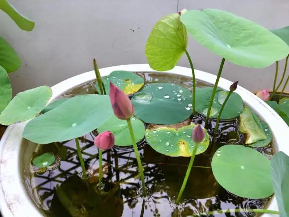 致富微型种植碗莲视频_致富经微型碗莲种植_种植碗莲的视频