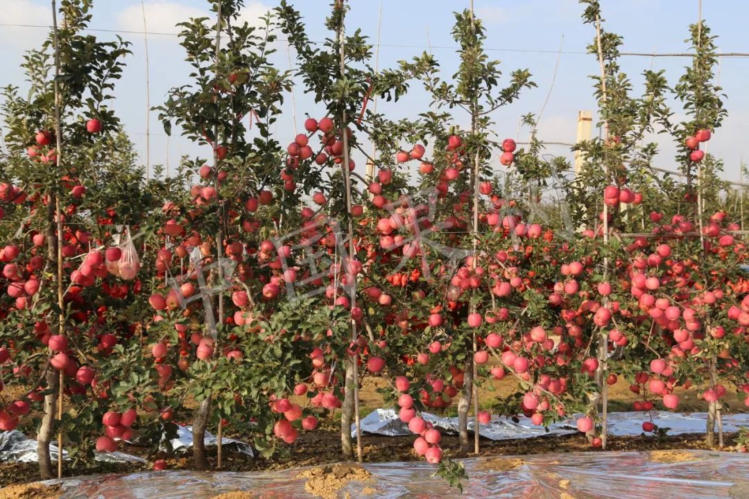 苹果现代矮砧集约栽培花果管理综合配套技术