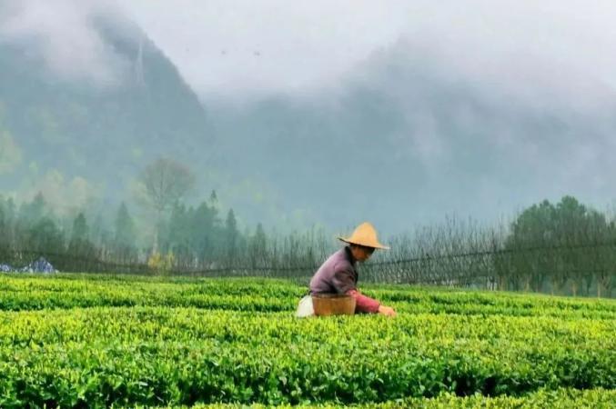 贵州凤冈仙人岭锌硒茶_贵州凤冈致富经_贵州凤冈锌硒茶