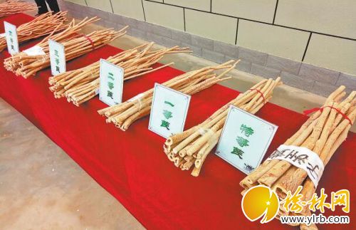 子洲县黄芪产业调查
