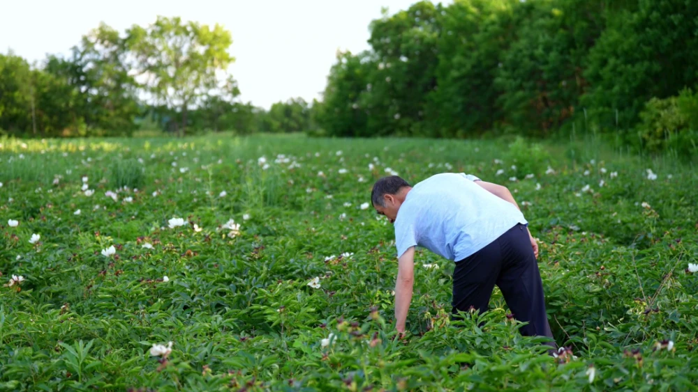 野生种植致富项目_种养致富项目_种植野生植物