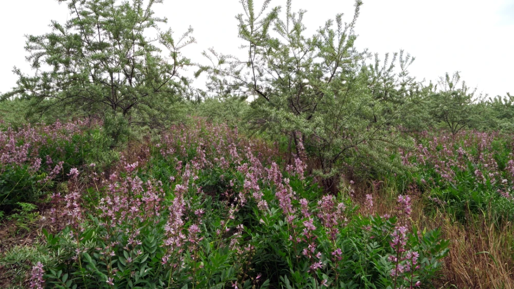 野生种植致富项目_种养致富项目_种植野生植物