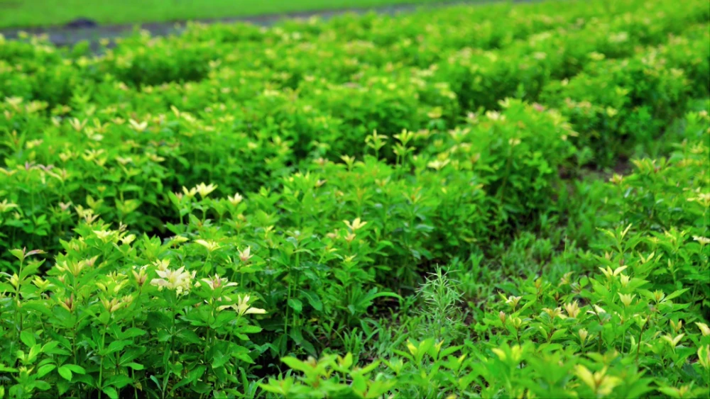 种养致富项目_种植野生植物_野生种植致富项目