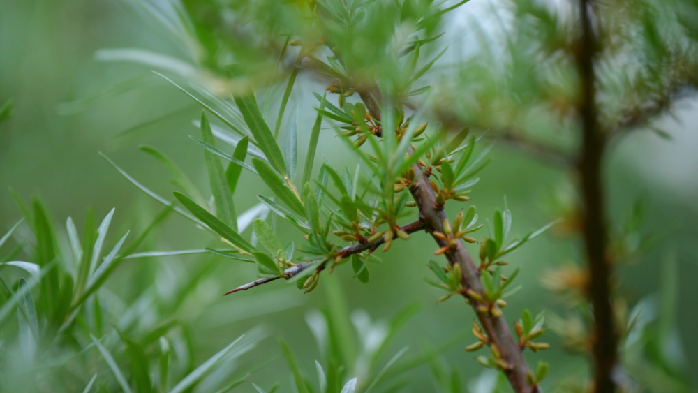 野生种植致富项目_种植野生植物_种养致富项目