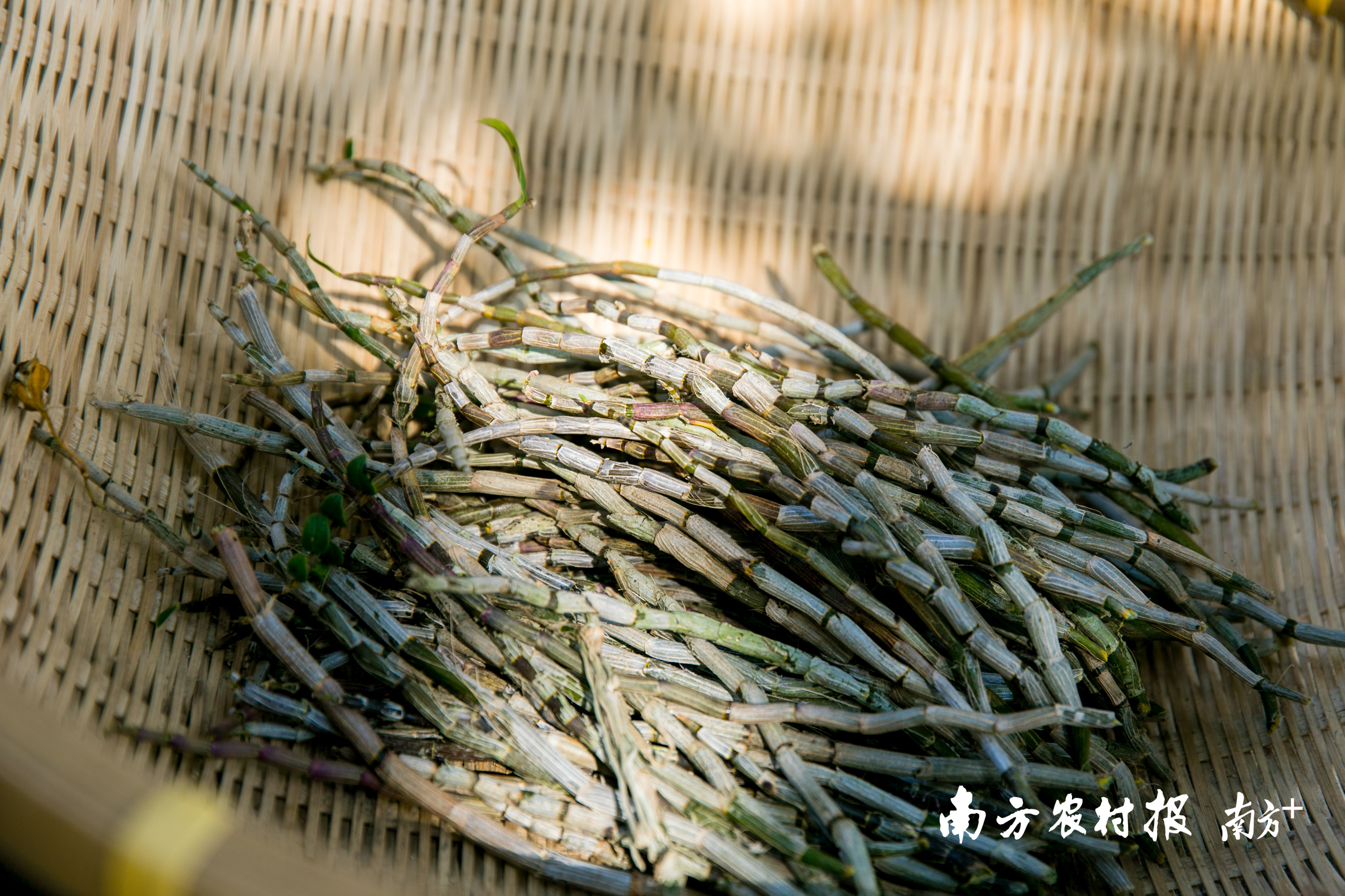 种养致富项目_野生种植致富项目_种植野生植物