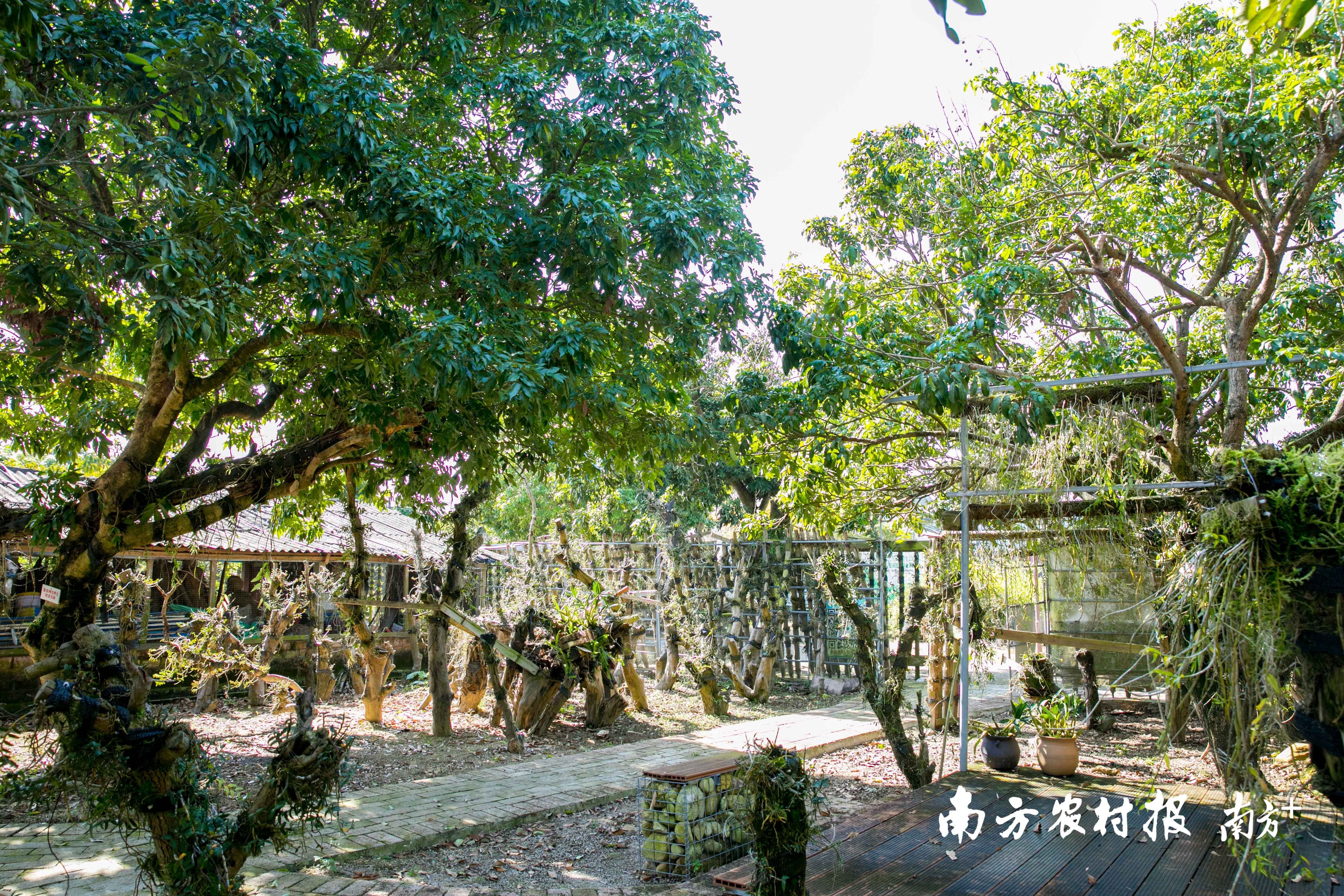 种养致富项目_种植野生植物_野生种植致富项目