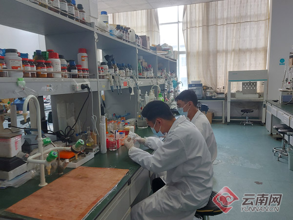 野生蔬菜种植项目资料_野生种植致富项目_野生栽培品种