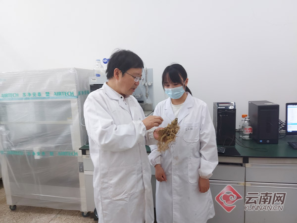 野生种植致富项目_野生栽培品种_野生蔬菜种植项目资料