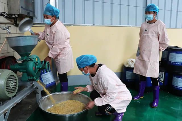 宣威田坝镇：小豆腐“磨”成新产业