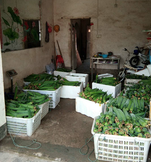 种丝瓜利润_种植丝瓜致富_致富经种丝瓜不卖丝瓜