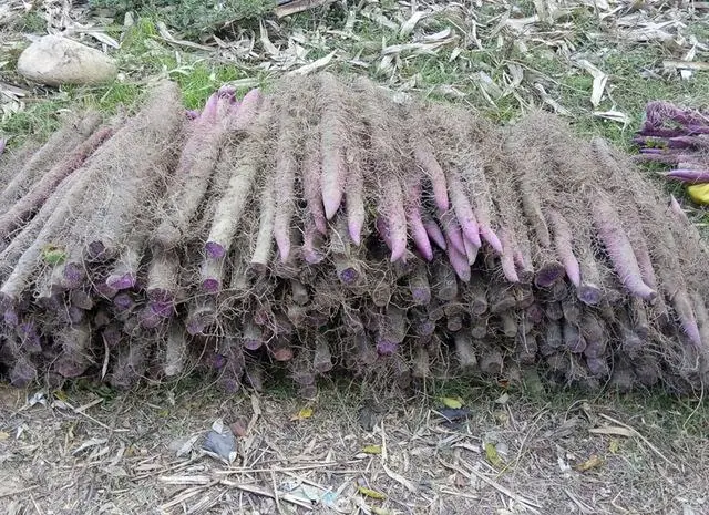 致富种植赚钱吗现在_种植什么致富赚钱_致富种植什么比较赚大钱