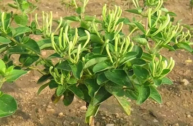 种植什么致富赚钱_致富种植赚钱吗现在_致富种植什么比较赚大钱