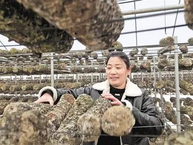 科技助力，小蘑菇撑起“致富伞”