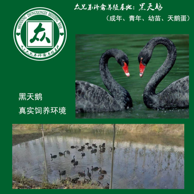 赖哈蟆想吃天鹅肉，众兄弟珍禽养殖场让你梦想变现实