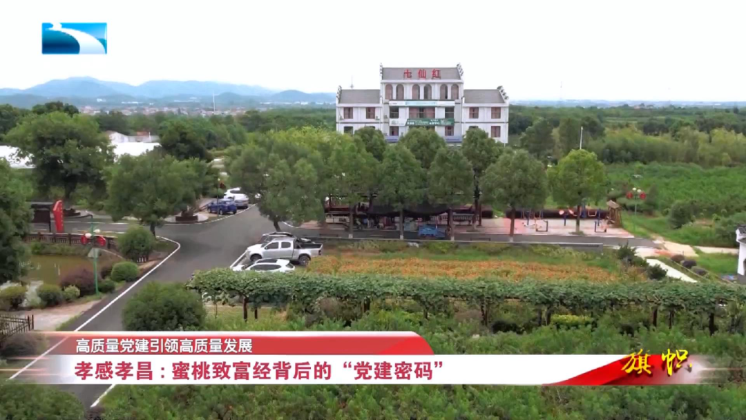 孝昌：蜜桃致富经背后的“党建密码”