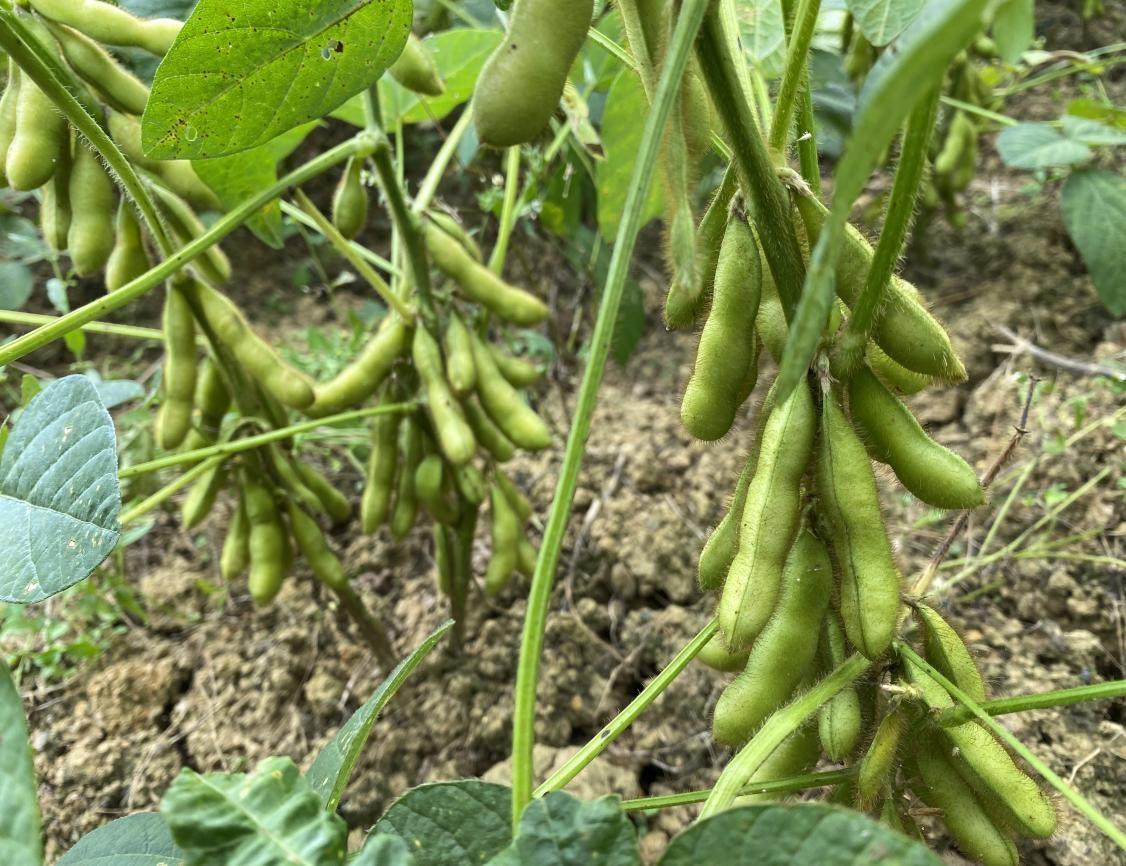 优质粮食工程经验交流材料_粮食工作交流材料_优质粮食工程典型经验交流