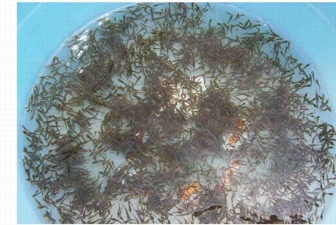 养殖北方泥鳅技术要求_北方养泥鳅好养吗_北方泥鳅养殖技术