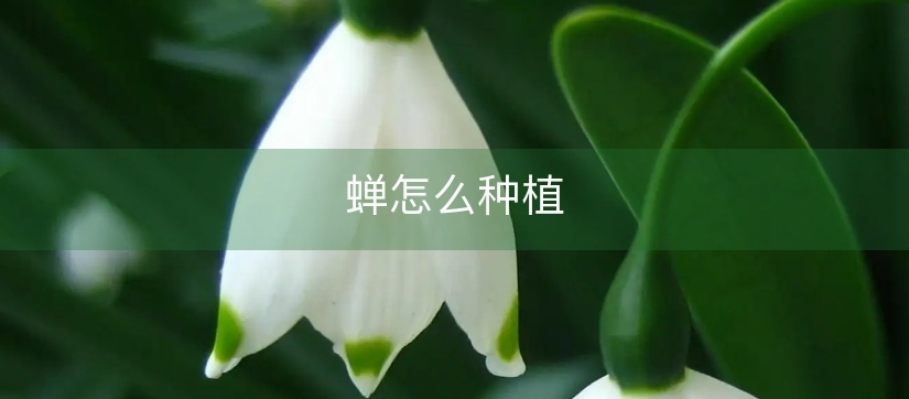 蝉怎么种植