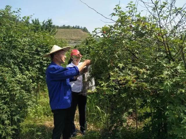 种植致富农村项目大全_种植致富业_薄田种植致富项目