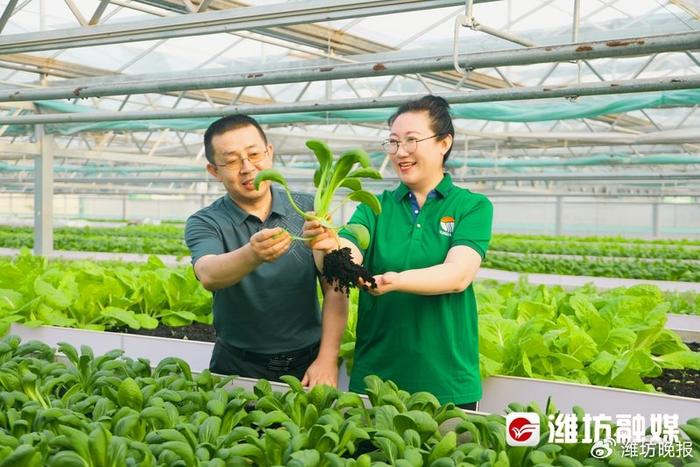 感动潍坊 | 刘向东、赵霞：蔬菜棚里“夫妻档”，致富路上“领头雁”