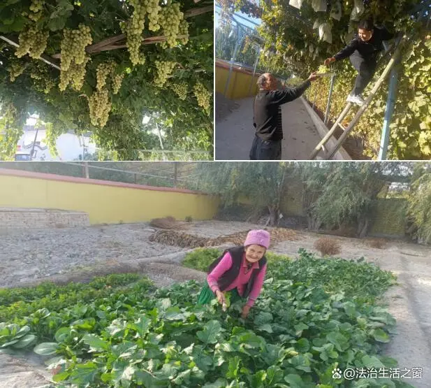庭院种殖什么最赚钱_小庭院种植致富_小庭院养殖致富案例