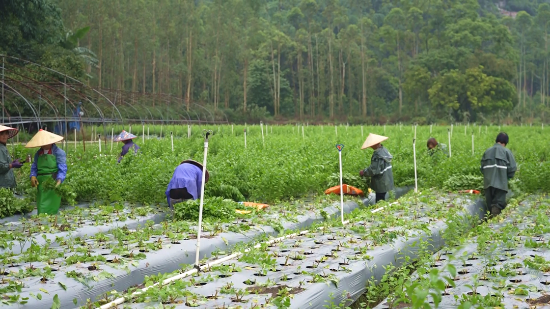 枸杞菜种植效益_枸杞菜种植致富_致富枸杞种植菜棚图片