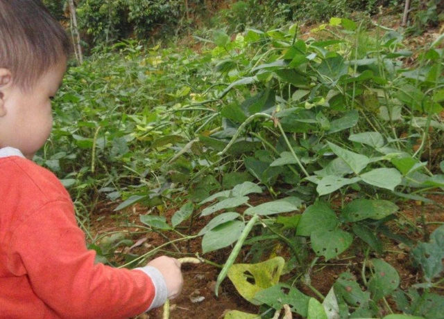 视频红豆种植技术大全_红豆种植过程视频_红豆种植技术视频