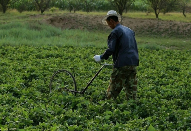 视频红豆种植技术大全_红豆种植技术视频_红豆种植过程视频