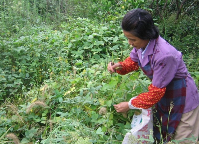 视频红豆种植技术大全_红豆种植技术视频_红豆种植过程视频