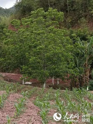 种植养殖致富_致富养老种植项目有哪些_养老种植致富项目