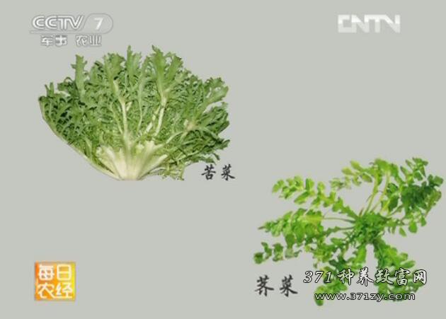 适合人工种植的野菜有哪些？野菜种植一亩挣多少钱