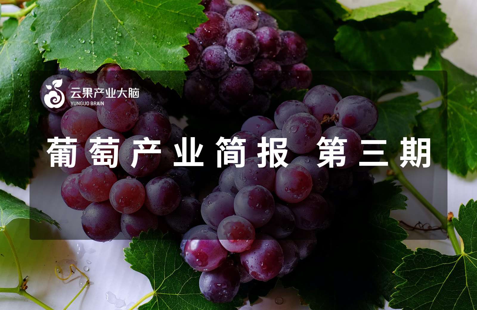 葡萄产业简报系列 第三期——陕西葡萄产业概况
