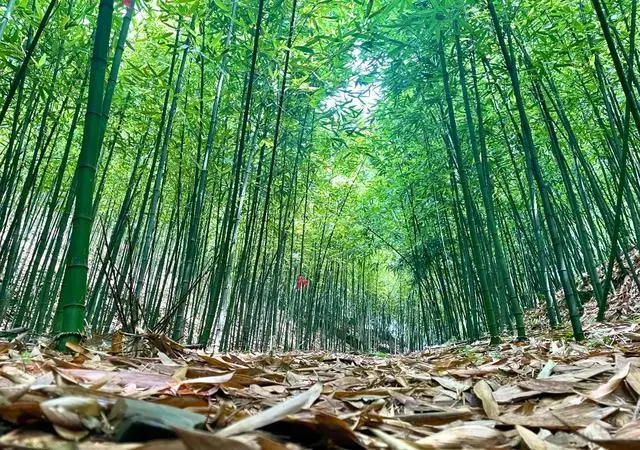 致富养殖什么最赚钱_致富经养殖业_种植养殖致富之路