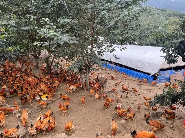 致富经养殖业_致富养殖什么最赚钱_种植养殖致富之路