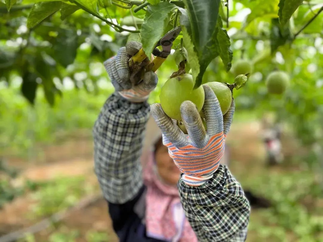 致富种植果黄金多少一斤_黄金种植骗局_黄金果种植致富