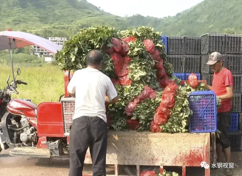 致富养殖海螺视频_致富养殖海螺怎么样_海螺养殖致富