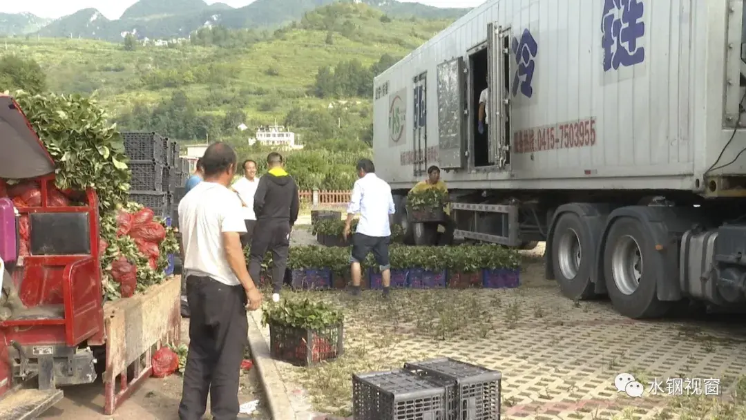 致富养殖海螺视频_致富养殖海螺怎么样_海螺养殖致富