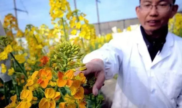 种植致富业_致富种植绿植图片_致富种植绿植