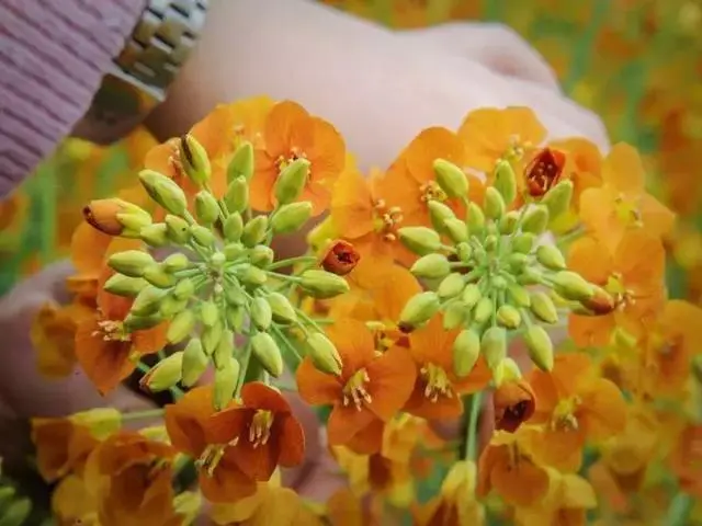 种植致富业_致富种植绿植图片_致富种植绿植