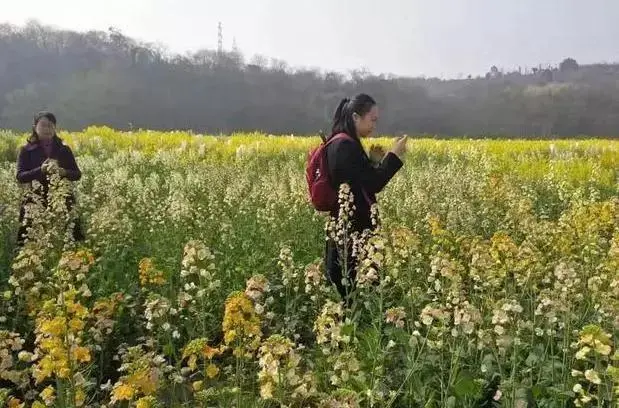 种植致富业_致富种植绿植图片_致富种植绿植