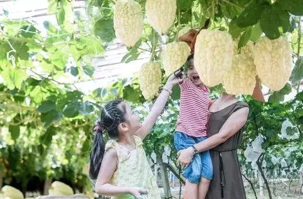 致富种植绿植图片_种植致富业_致富种植绿植