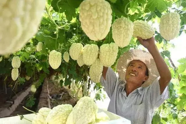 种植致富业_致富种植绿植图片_致富种植绿植